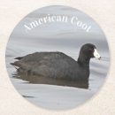Search for coot Duck