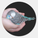 Search for budgies stickers Budgerigar