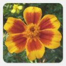 Search for orange marigold stickers Nature