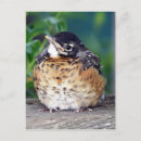 Search for robin postcards Robin red breast