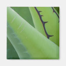 Search for agave magnets Green