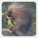 Search for herbivorous stickers Fauna