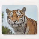 Search for siberian cats mousepads Wildlife