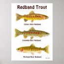 Search for trout posters Watercolor