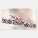 Search for house finch stickers Nature