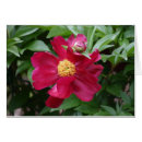 Search for friendship photography Flower