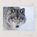 Search for timber wolves postcards Winter