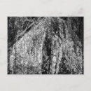 Search for willow tree cards Leaves