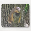 Search for funny squirrel electronics Animals