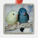 Search for lineolated Bird