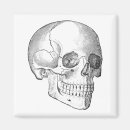 Search for anatomy magnets Skull
