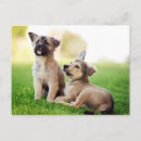 Search for german shepherd postcards Pet