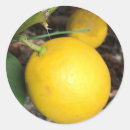 Search for grove stickers Citrus
