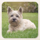 Search for schnauzer coasters Terrier