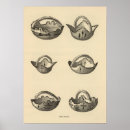 Search for zuni posters Uncolored