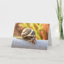 Search for snail birthday cards Belated