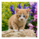 Search for kittens photography Cute