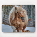Search for ranching photography Horse