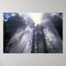 Search for beam posters Sunshine