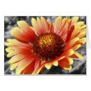 Search for blank inside postcards Flowers