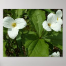 Search for white bloom posters Foliage