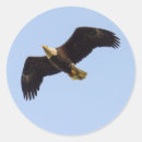 Search for eagles wings stickers Bird