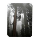 Search for giants magnets Nature