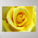 Search for yellow rose art Wall