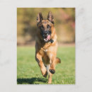 Search for german shepherd postcards Puppy