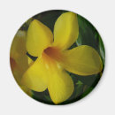 Search for trumpet magnets Flowers