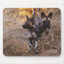 Search for wild dog mousepads Dogs