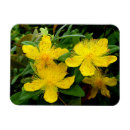 Search for herb kitchen dining Flower