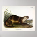 Search for river otters posters Illustration