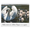 Search for babies calendars Animals