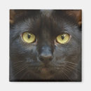 Search for spooky cat magnets Halloween