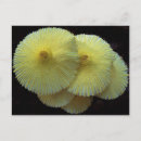 Search for yellow mushrooms postcards Nature