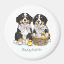Search for berners magnets Berner sennenhund