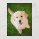 Search for golden retriever puppies postcards Animal