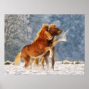 Search for iceland posters Pony