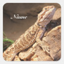 Search for pet reptile stickers Exotic