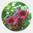 Search for hummingbird and flower stickers Wild