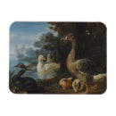 Search for rabbit magnets Birds