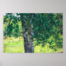 Search for birch leaf posters Green
