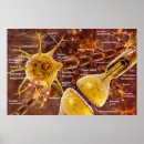 Search for neuron posters Cell