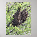 Search for swarm Nature