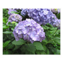 Search for hydrangea photo posters Floral