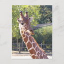 Search for ungulate postcards Africa