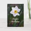 Search for daffodil flower birthday cards Bloom