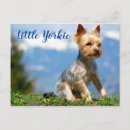 Search for yorky postcards Terrier