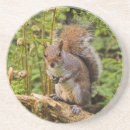 Search for squirrel coasters Woods